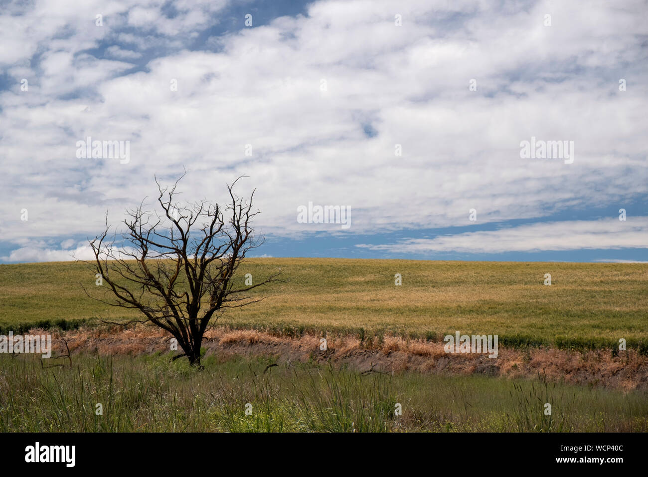 Central Oregon Weizen Land Stockfoto
