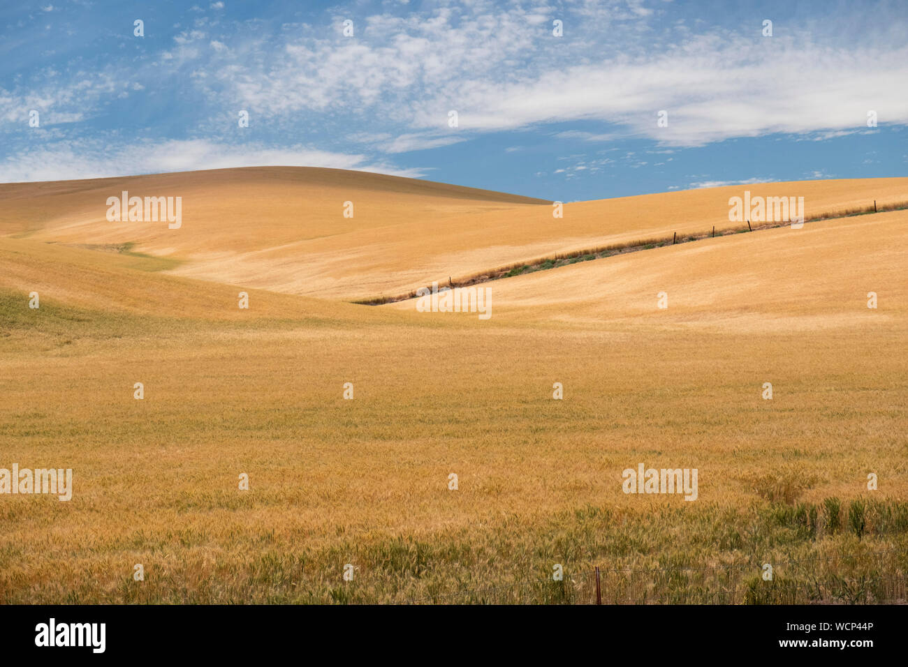 Central Oregon Weizen Land Stockfoto