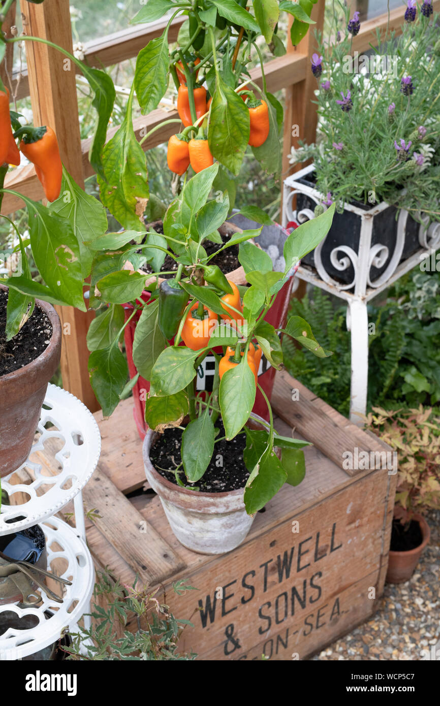 Capsicum annuum. Chili peppers auf einer Anlage im Brandfall Schaufel in einem Gewächshaus eine Blume zeigen. Großbritannien Stockfoto