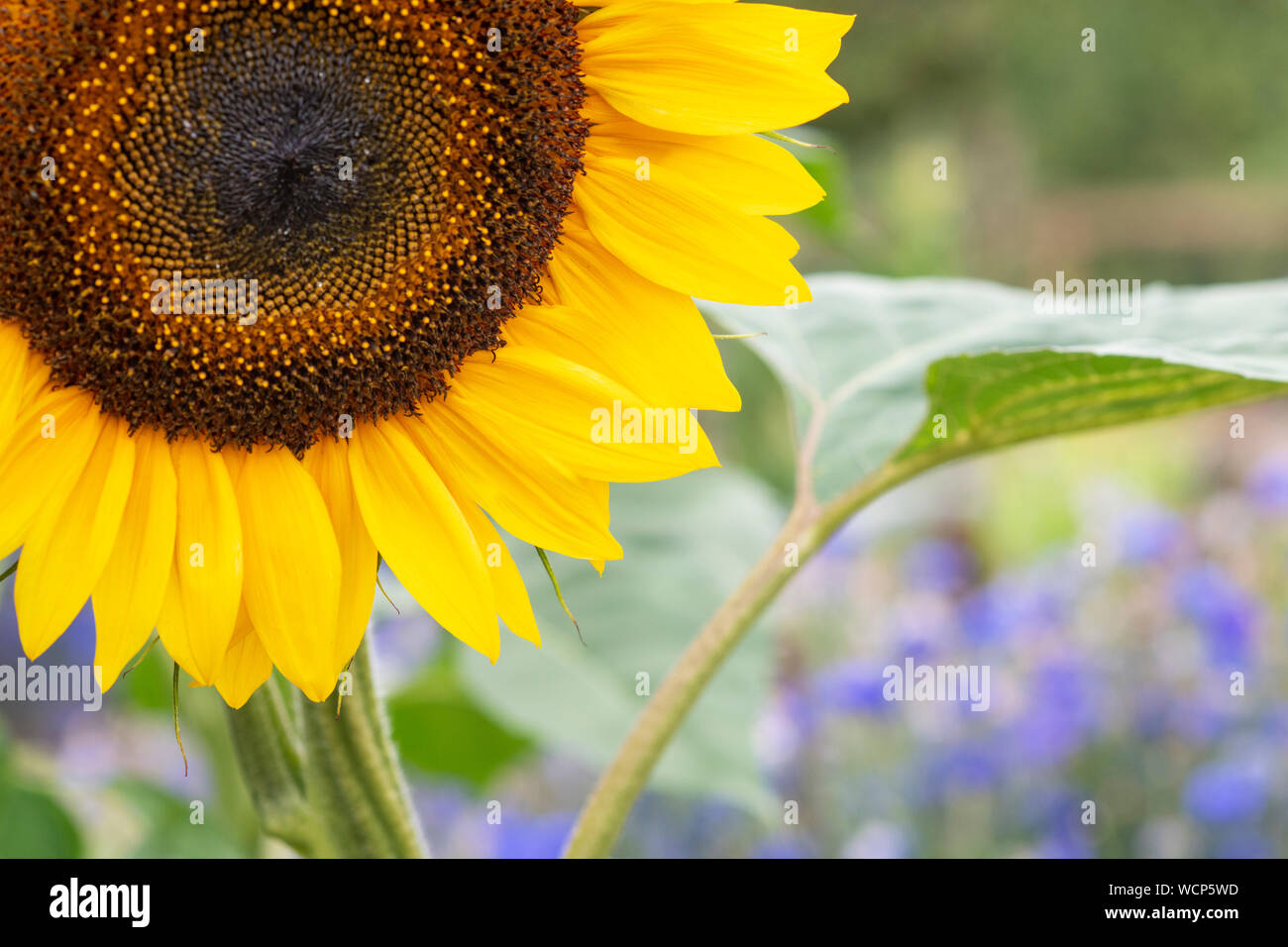 Helianthus annuus. Sonnenblumen in einem englischen Garten Zuteilung. Großbritannien Stockfoto