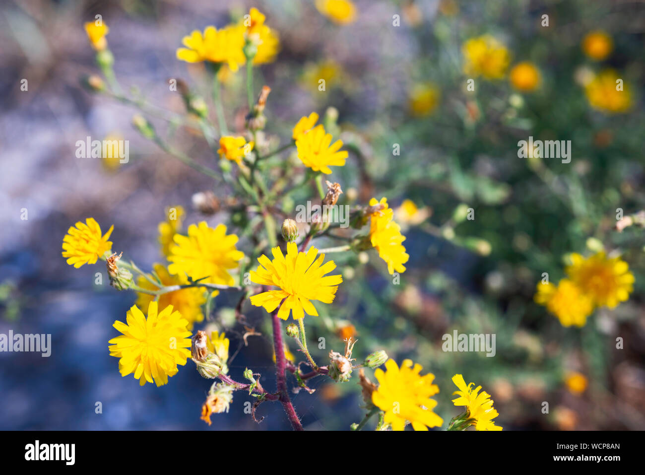 Wilde Blumen in einem Sommer Feld von Tuzly Lagunen Nationalpark, Ukraine Stockfoto