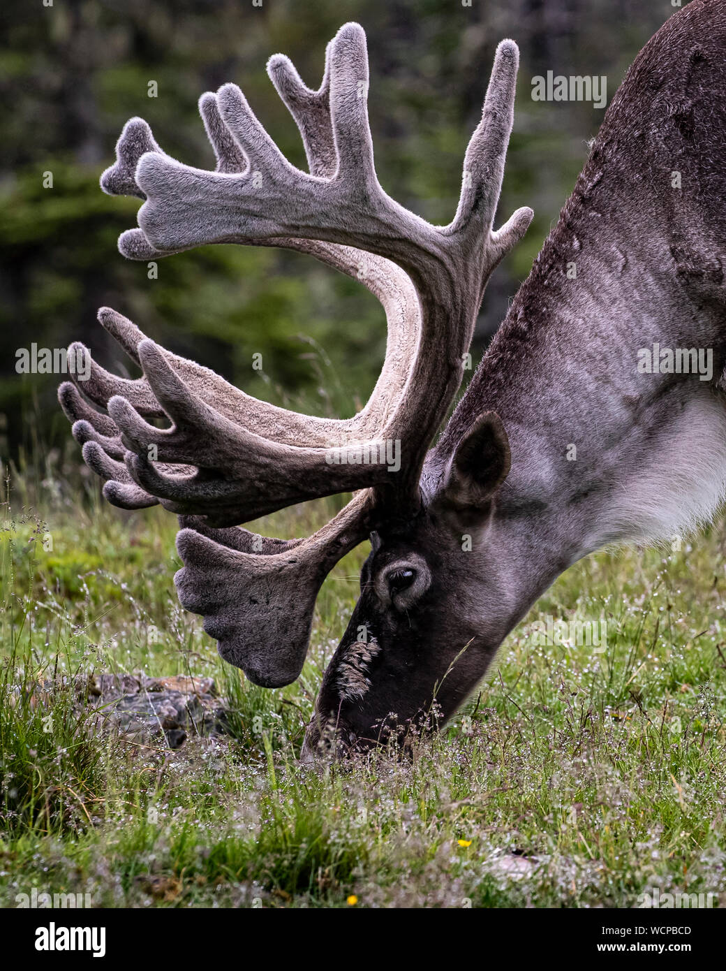 Caribou Beweidung auf den hohen grünen Gras Stockfoto