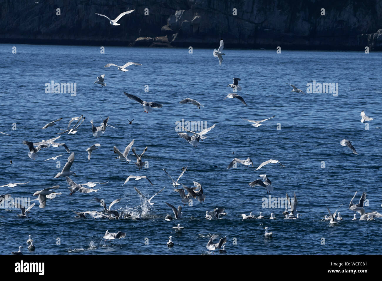 Nordamerika; USA; Alaska; Chiswell Inseln; Tierwelt; Vögel; Seevögel; Möwen und Schwarz-legged Dreizehenmöwen, Feeding Frenzy. Stockfoto