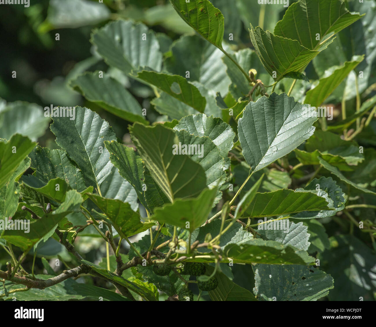 Glänzend dunkelgrün Mitte der Saison verlässt der Gemeinsamen Erle/Alnus glutinosa. Einmal als Heilpflanze in pflanzliche Heilmittel verwendet. Stockfoto