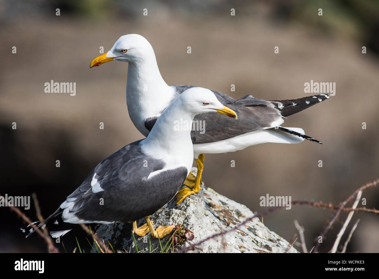 Paar great black-backed Möwen auf einem Felsvorsprung, Lundy Island. Stockfoto