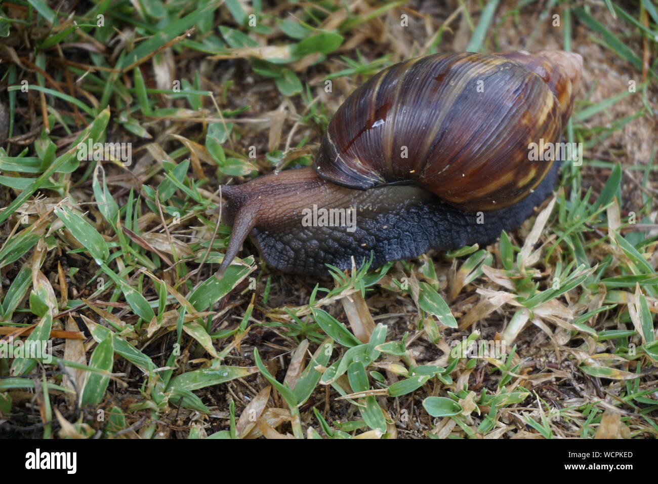 Die Riesenschnecke des afrikanischen Landes bewegt sich langsam über das Gras in Kauai Stockfoto
