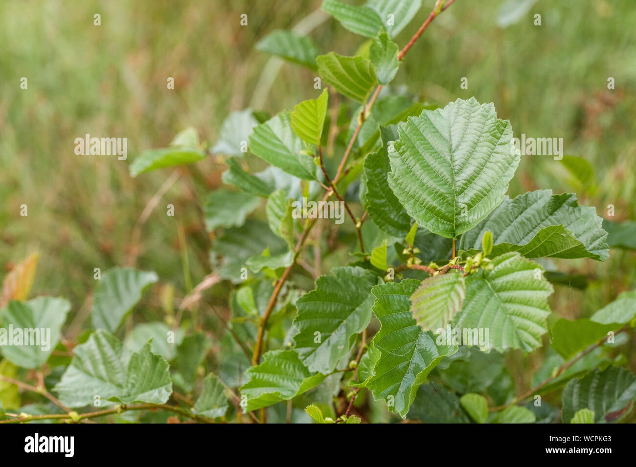 Die jungen grünen Blätter der Gemeinsamen Erle/Alnus glutinosa Bäumchen. Einmal als Heilpflanze in pflanzliche Heilmittel verwendet. Stockfoto