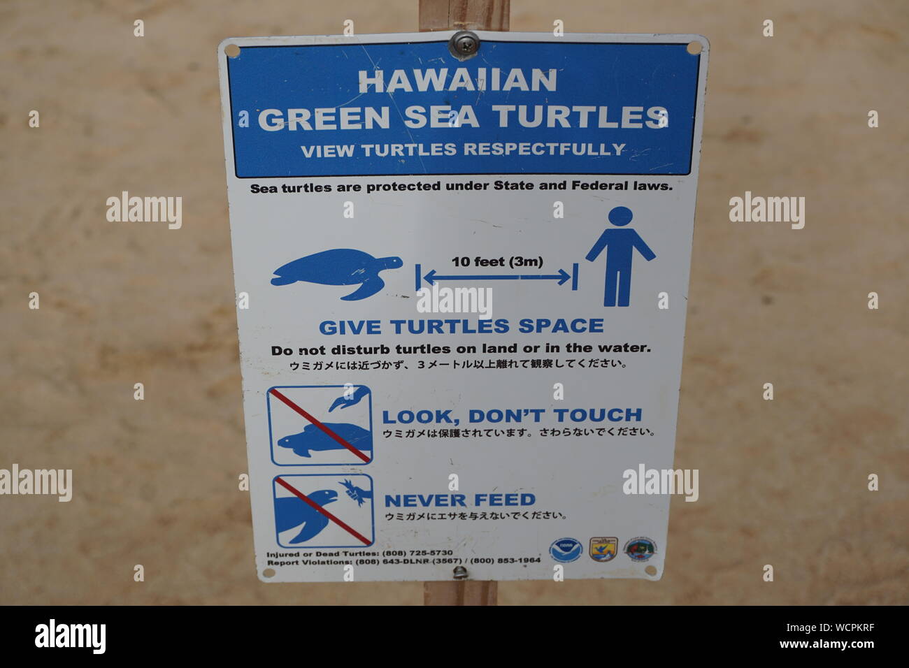 Schildkröten ansehen Respecfürchtig - Beschilderung erinnert Strandbesucher daran, ihren Abstand zu gefährdeten Hawaii Green Sea Turtles zu halten Stockfoto