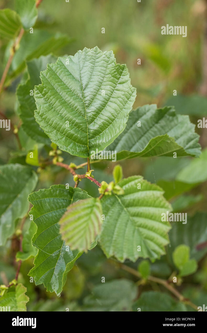 Die jungen grünen Blätter der Gemeinsamen Erle/Alnus glutinosa Bäumchen. Einmal als Heilpflanze in pflanzliche Heilmittel verwendet. Stockfoto