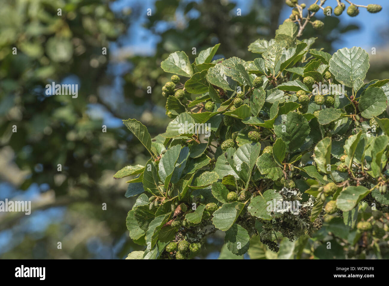 Grüne Kegel/Früchte und Blätter der Gemeinsamen Erle/Alnus glutinosa. Einmal als Heilpflanze in pflanzliche Heilmittel verwendet. Stockfoto