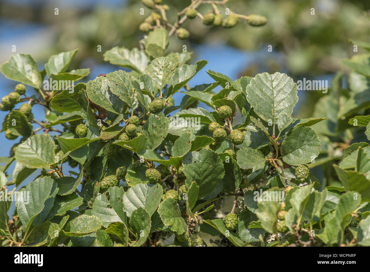 Grüne Kegel/Früchte und Blätter der Gemeinsamen Erle/Alnus glutinosa. Einmal als Heilpflanze in pflanzliche Heilmittel verwendet. Stockfoto