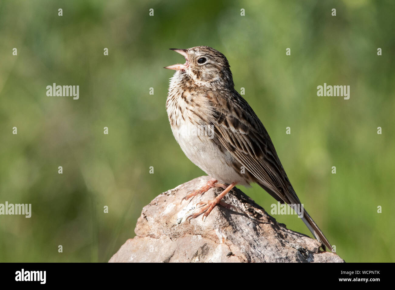 Nordamerika; USA; Alaska; Sommer; Tierwelt; Vögel; Savannah Sparrow; Passerculus sandwichensis Stockfoto