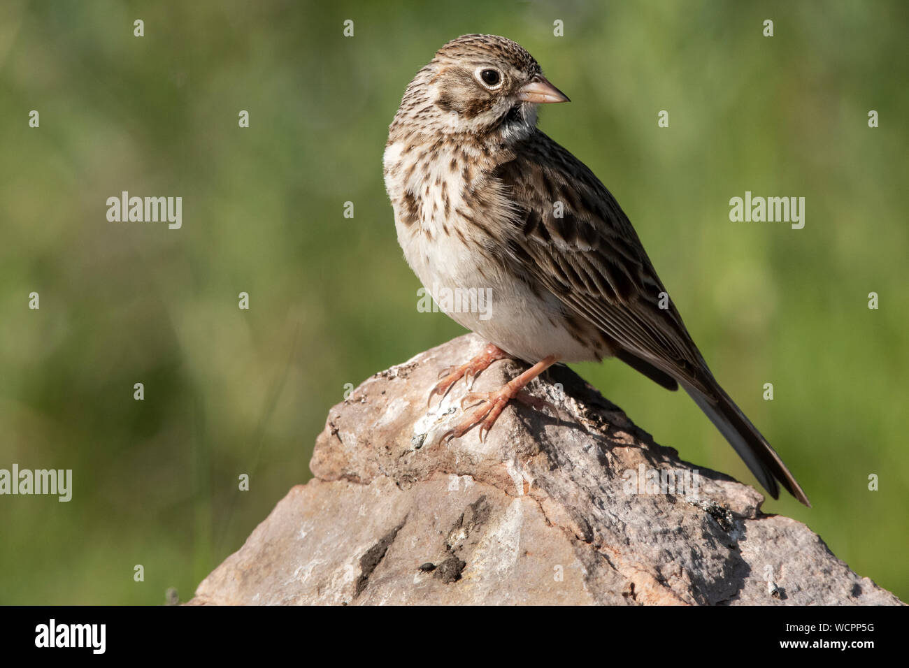 Nordamerika; USA; Alaska; Sommer; Tierwelt; Vögel; Savannah Sparrow; Passerculus sandwichensis Stockfoto