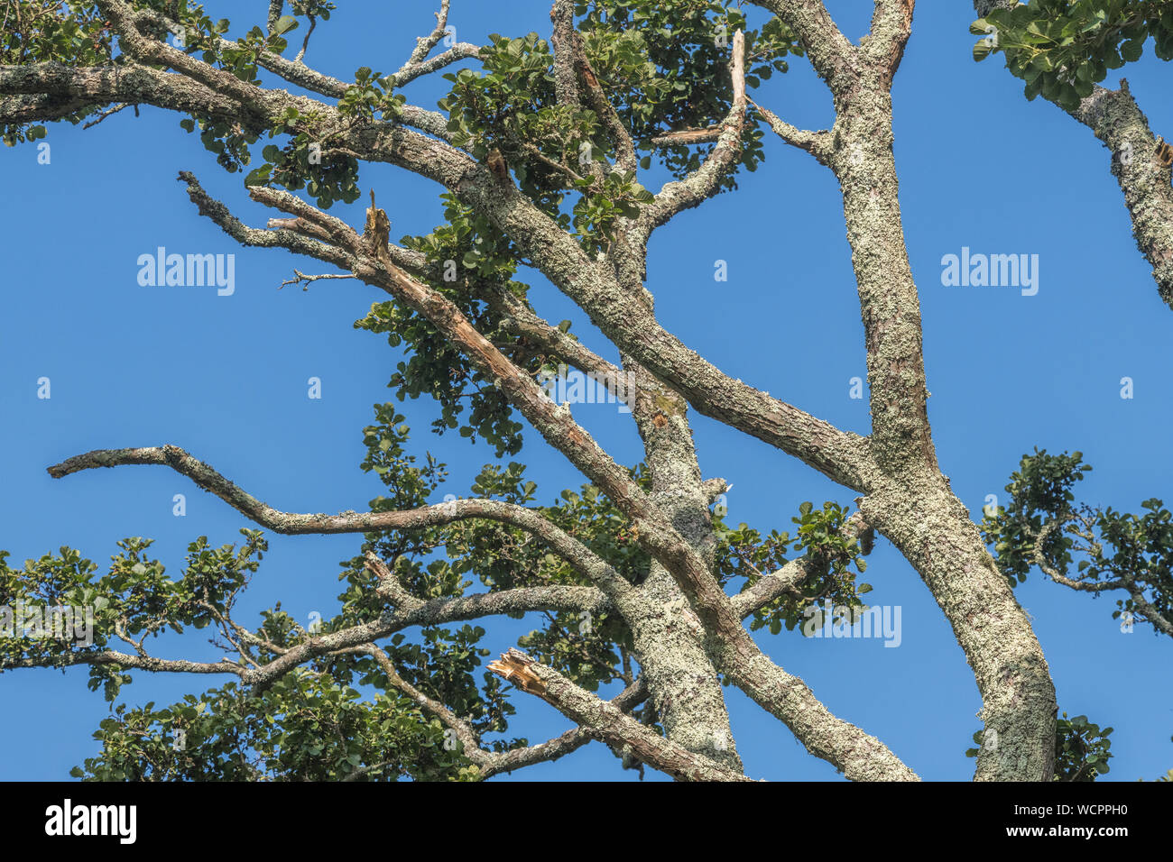 Flechten bewachsenen Baumstamm einer Gemeinsamen Erle/Alnus glutinosa gegen einen blauen Sommerhimmel. Einmal als Heilpflanze in pflanzliche Heilmittel verwendet. Stockfoto