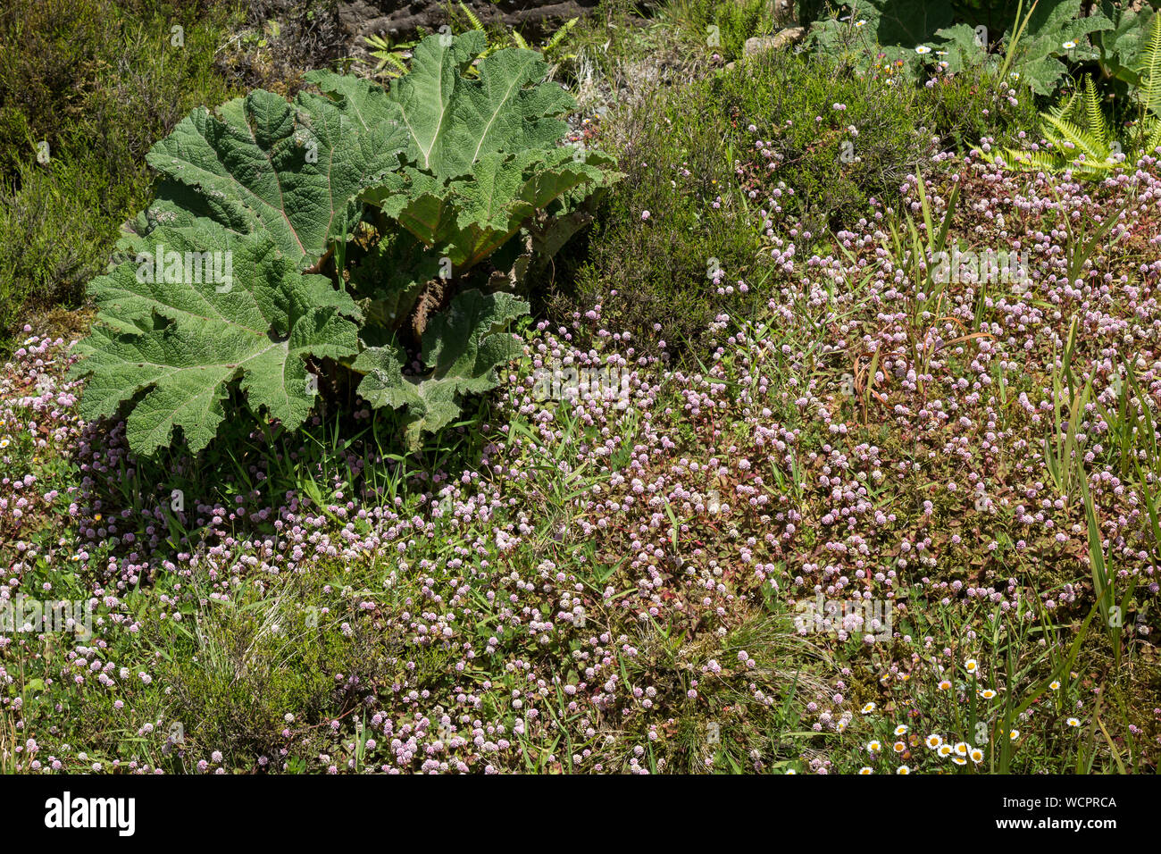 Grosse Blätter von gunnera Dolmetsch, wächst wild in der Natur unter anderem Pflanzen. Sao Miguel, Azoren, Portugal. Stockfoto