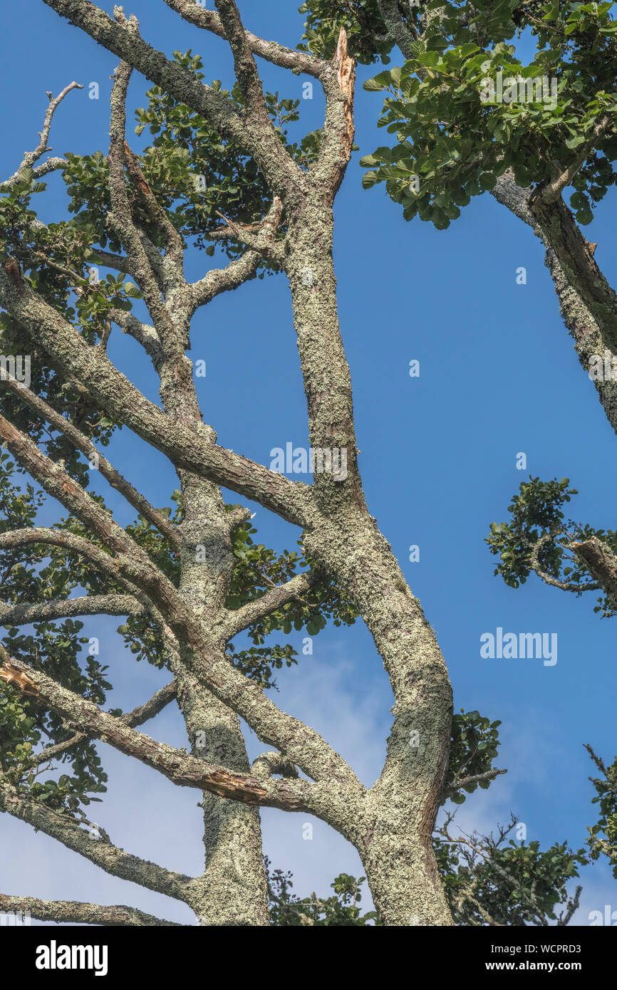 Flechten bewachsenen Baumstamm einer Gemeinsamen Erle/Alnus glutinosa gegen einen blauen Sommerhimmel. Einmal als Heilpflanze in pflanzliche Heilmittel verwendet. Stockfoto
