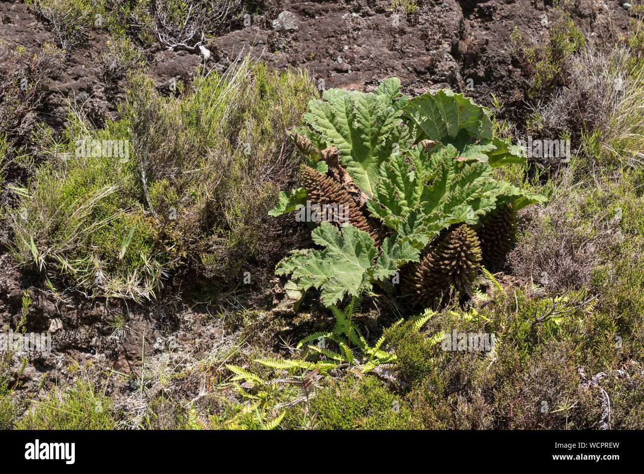 Grosse Blätter von gunnera Dolmetsch, wächst wild in der Natur unter anderem Pflanzen. Sao Miguel, Azoren, Portugal. Stockfoto