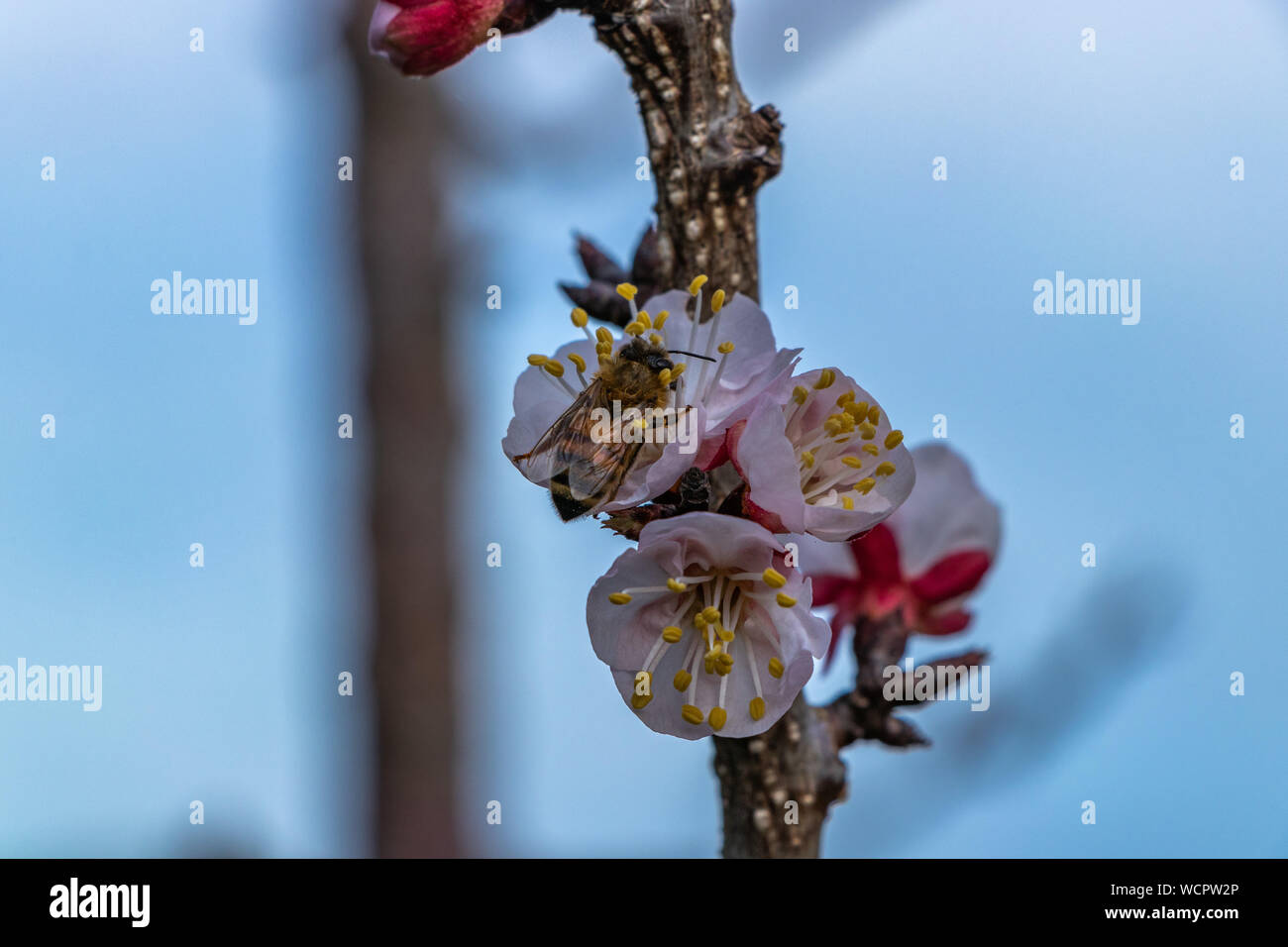 Biene auf frühen Obstbaumblüte im späten Winter Stockfoto