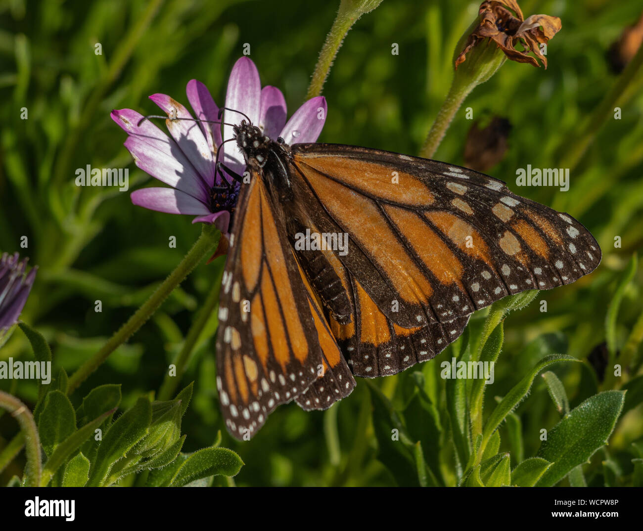 Monarch butterfly auf Lila und Weiß daisy Stockfoto