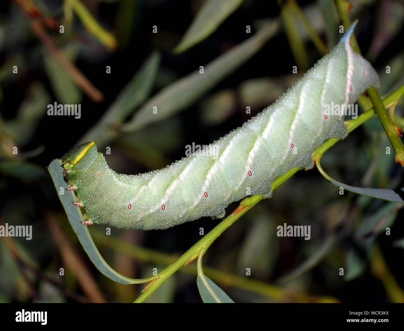 Caterpillar Smerinthus ocellatus, die eyed Hawk-moth, ist ein Schmetterling (Nachtfalter) aus der Familie der. Stockfoto