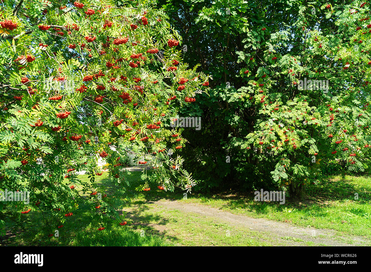 Beeren der vogelbeere auf Baum mit grünen Blatt in Garten im Herbst Zeit Stockfoto