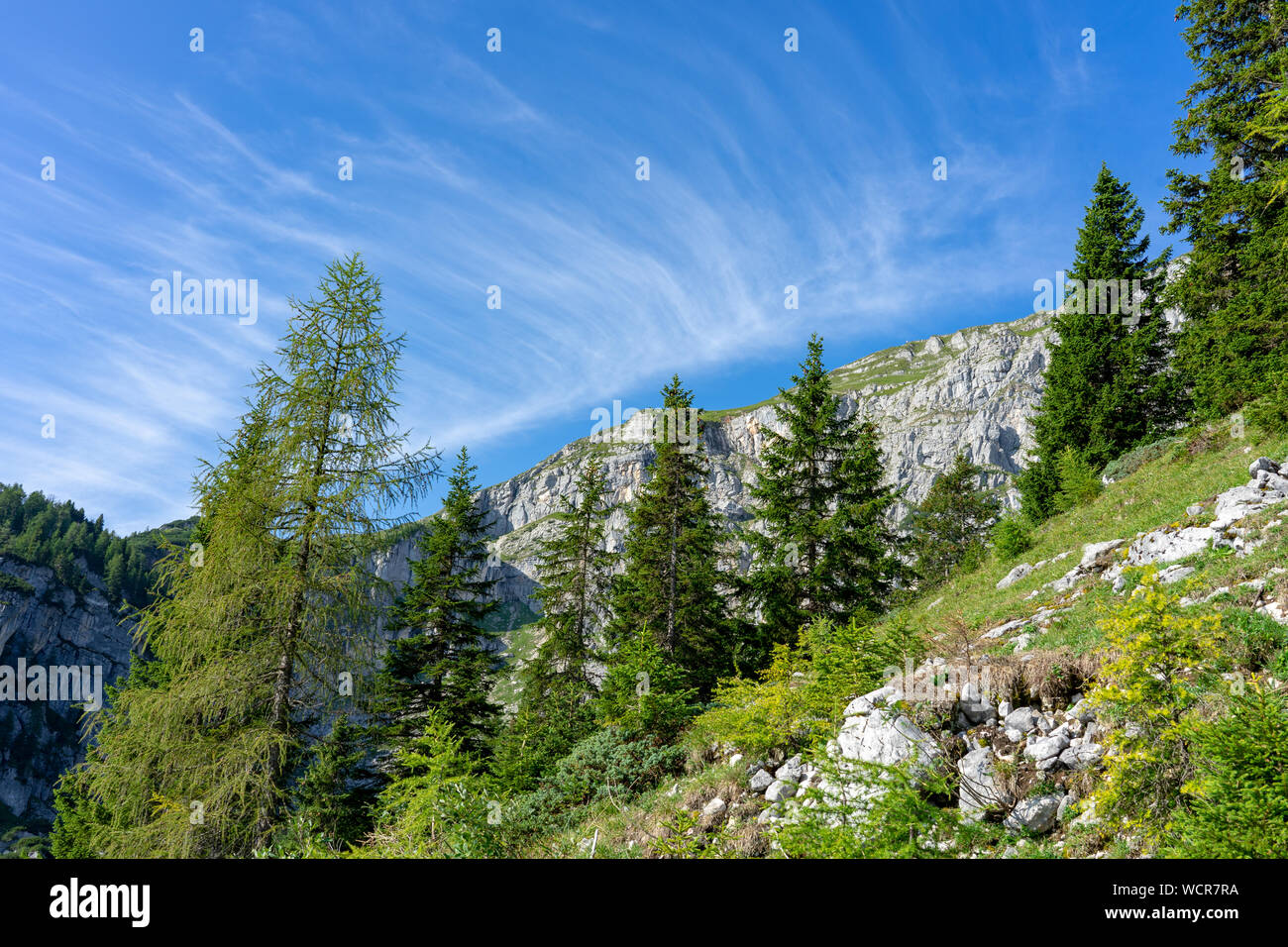 Grünes Tirol alm Alpen natur landschaft in Österreich im Sommer mit Pinien Stockfoto