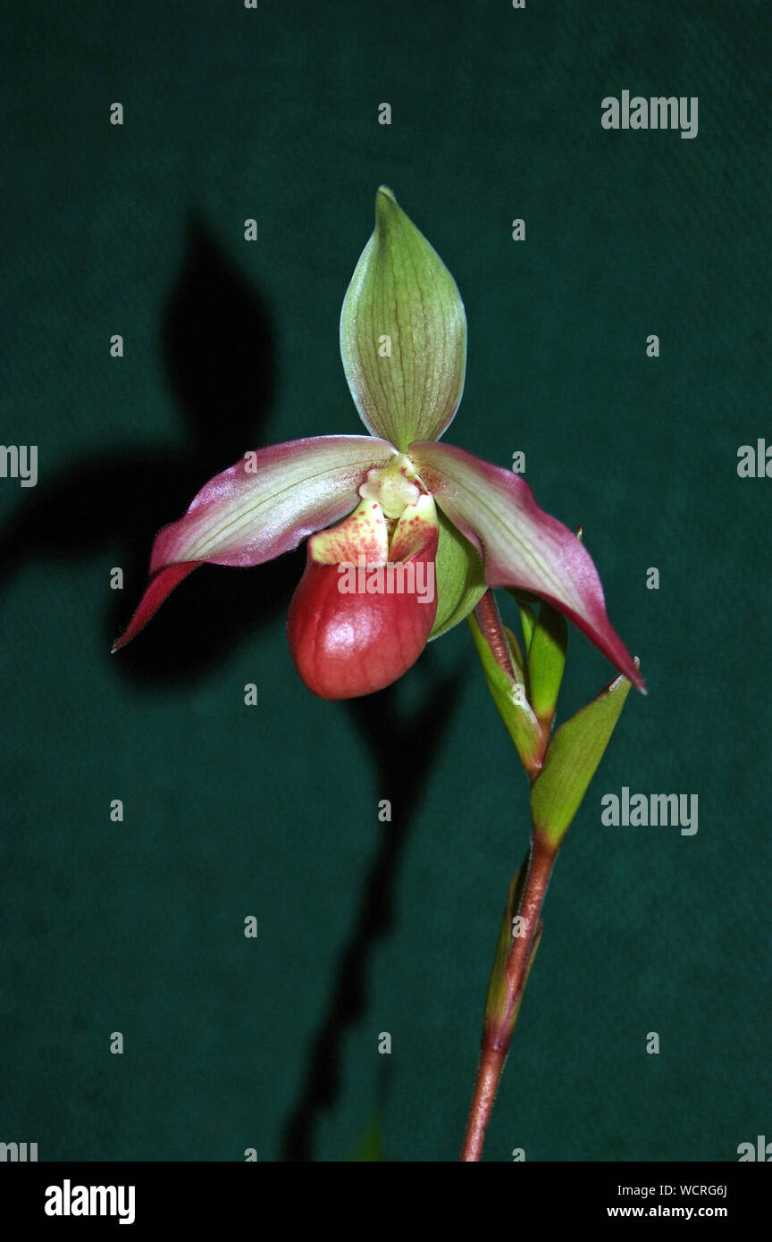 Paphiopedilum Orchidee - Paphiopedilium persens Stockfoto