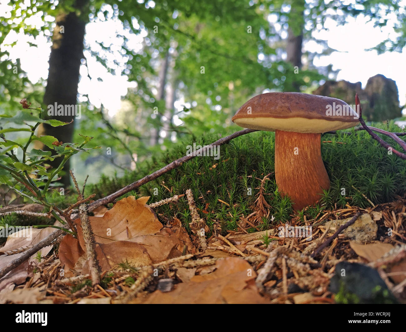Imleria Badia - genießbare Pilz. Pilz im Wald. Nach oben Schließen Stockfoto