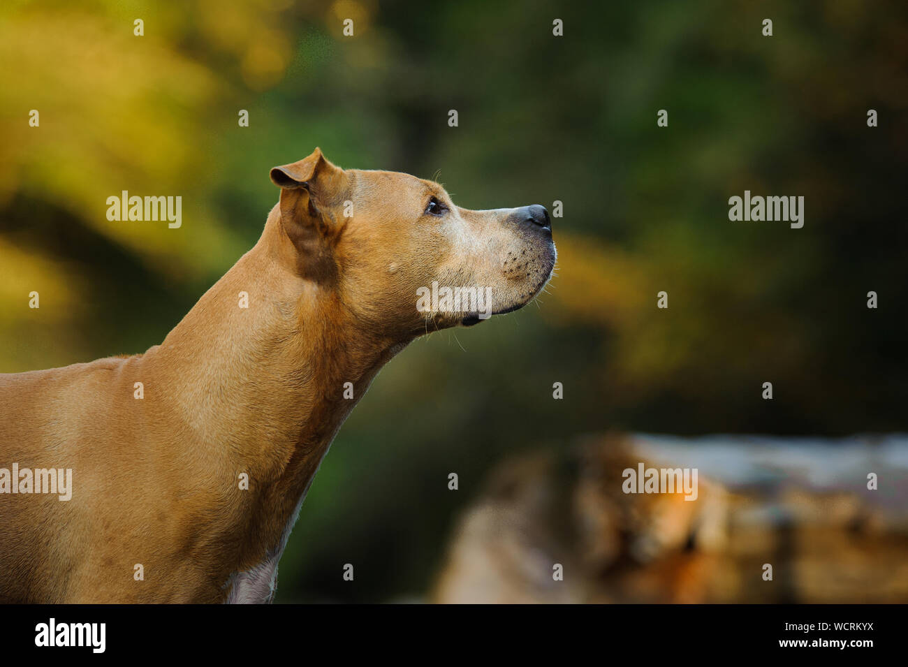 Profil anzeigen von brauner Hund weg schauen Stockfoto