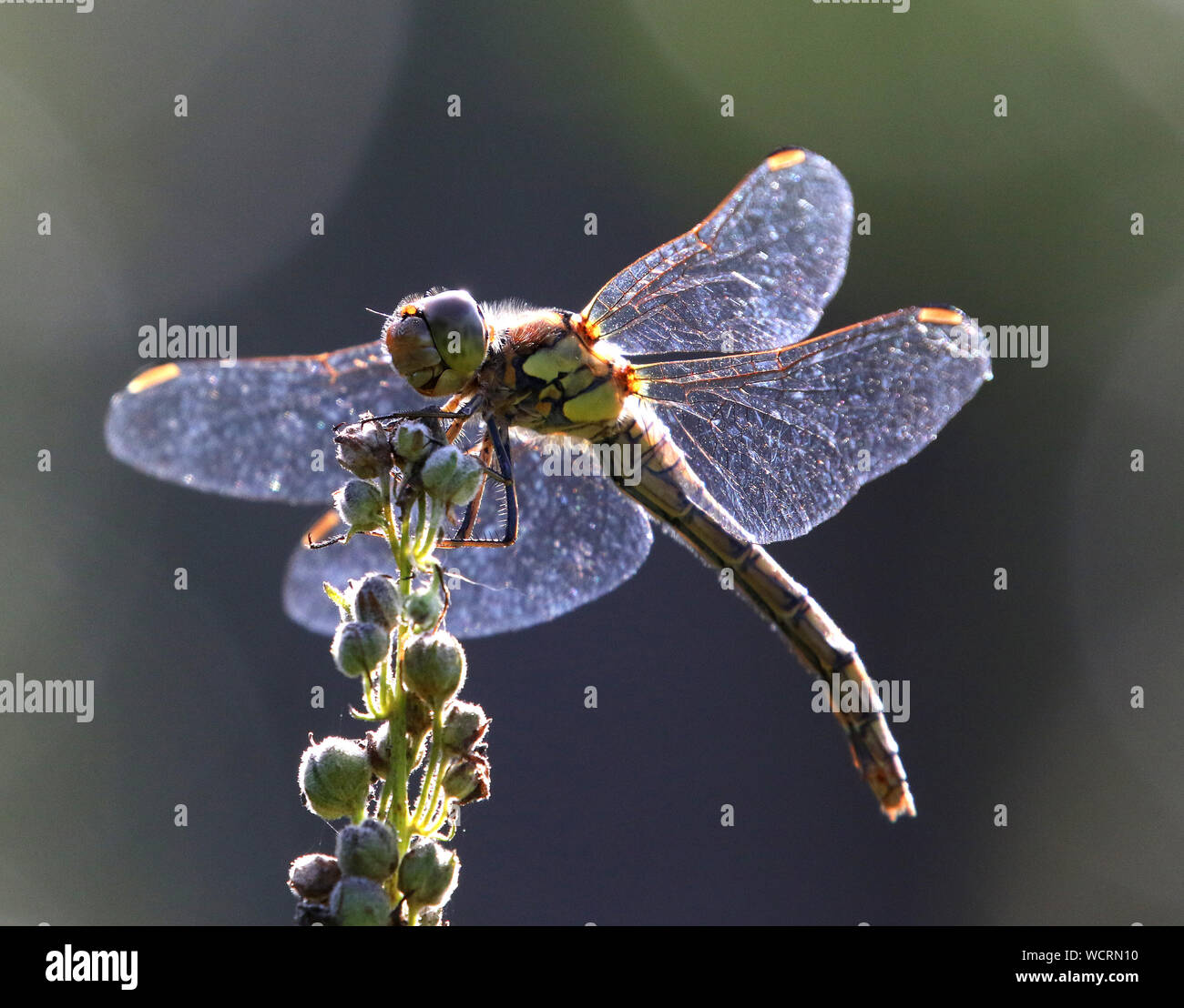 Gemeinsamen Darter Libelle (Sympetrum Striolatum) Stockfoto