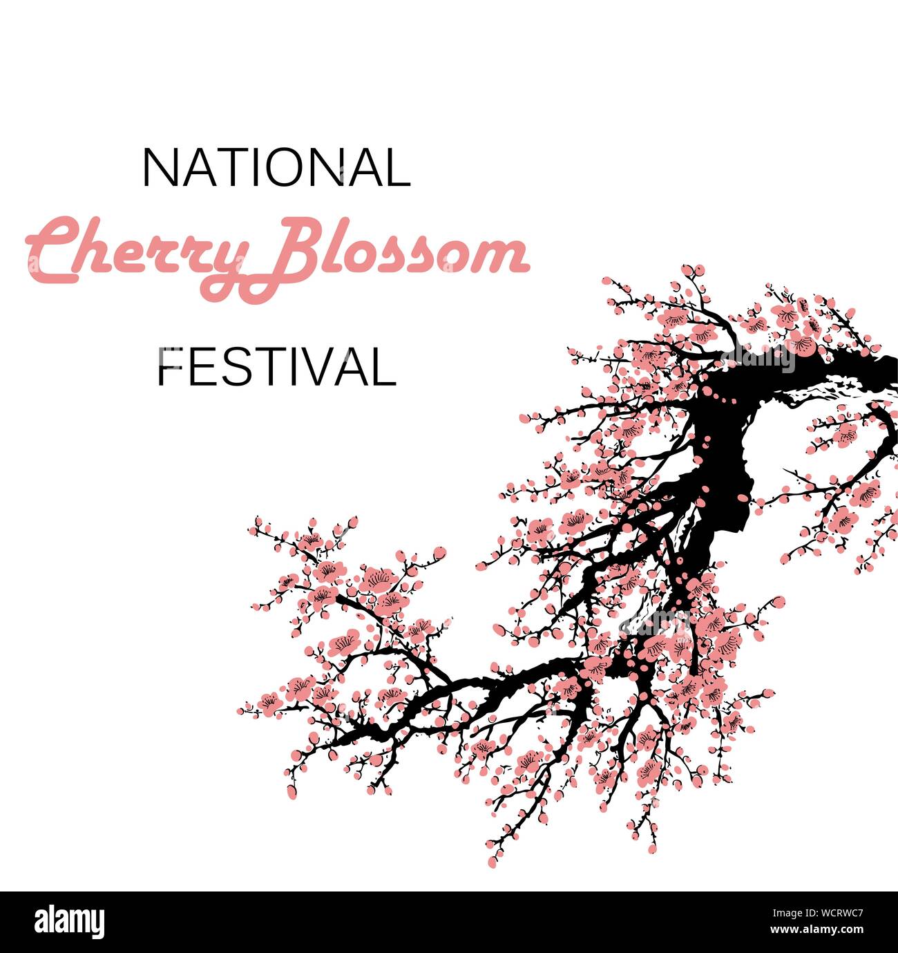 Cherry Blossom Bei Vorlage Mit Hand Gezeichnet Zweig Mit Pink Cherry Blumen Bluhen Sakura Bluhen Festival Banner Chinesische Oder Japanische Traditionelle Zeichnen Vector Illustration Stock Vektorgrafik Alamy