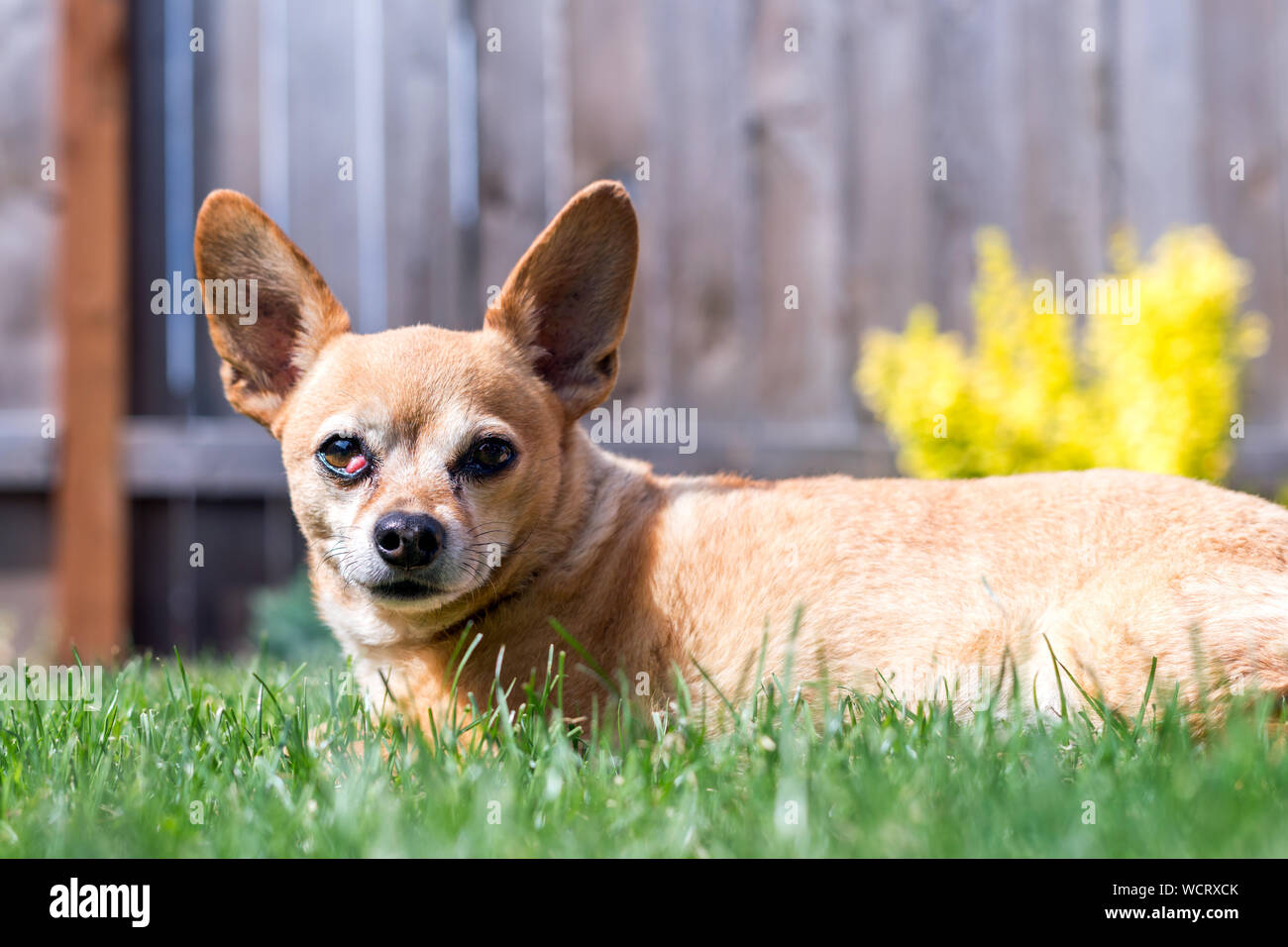 Happy Chiweenie Hund im Gras sitzen an einem sonnigen Tag Stockfoto