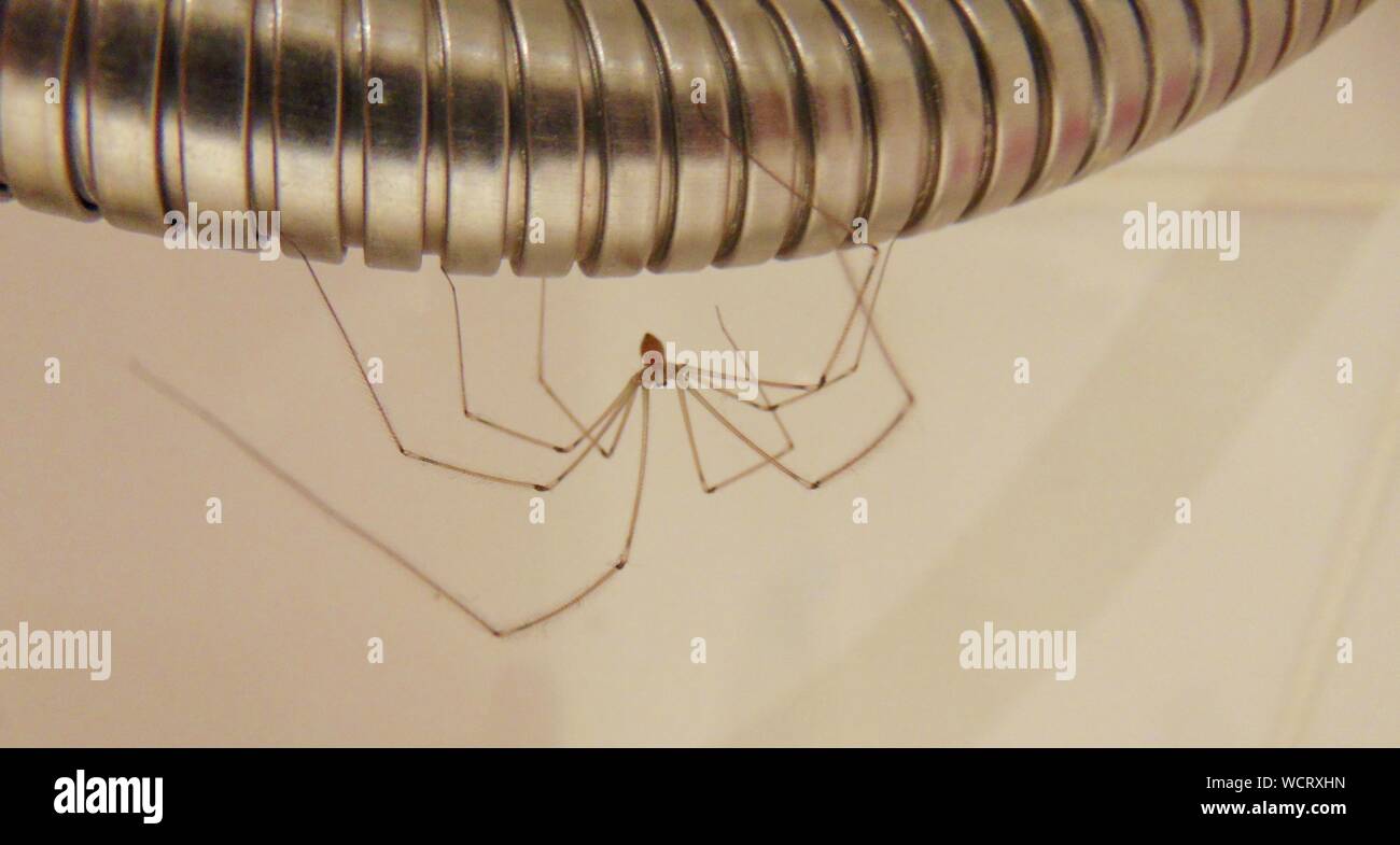 In der Nähe der Spinne mit Dusche im Badezimmer Stockfotografie - Alamy