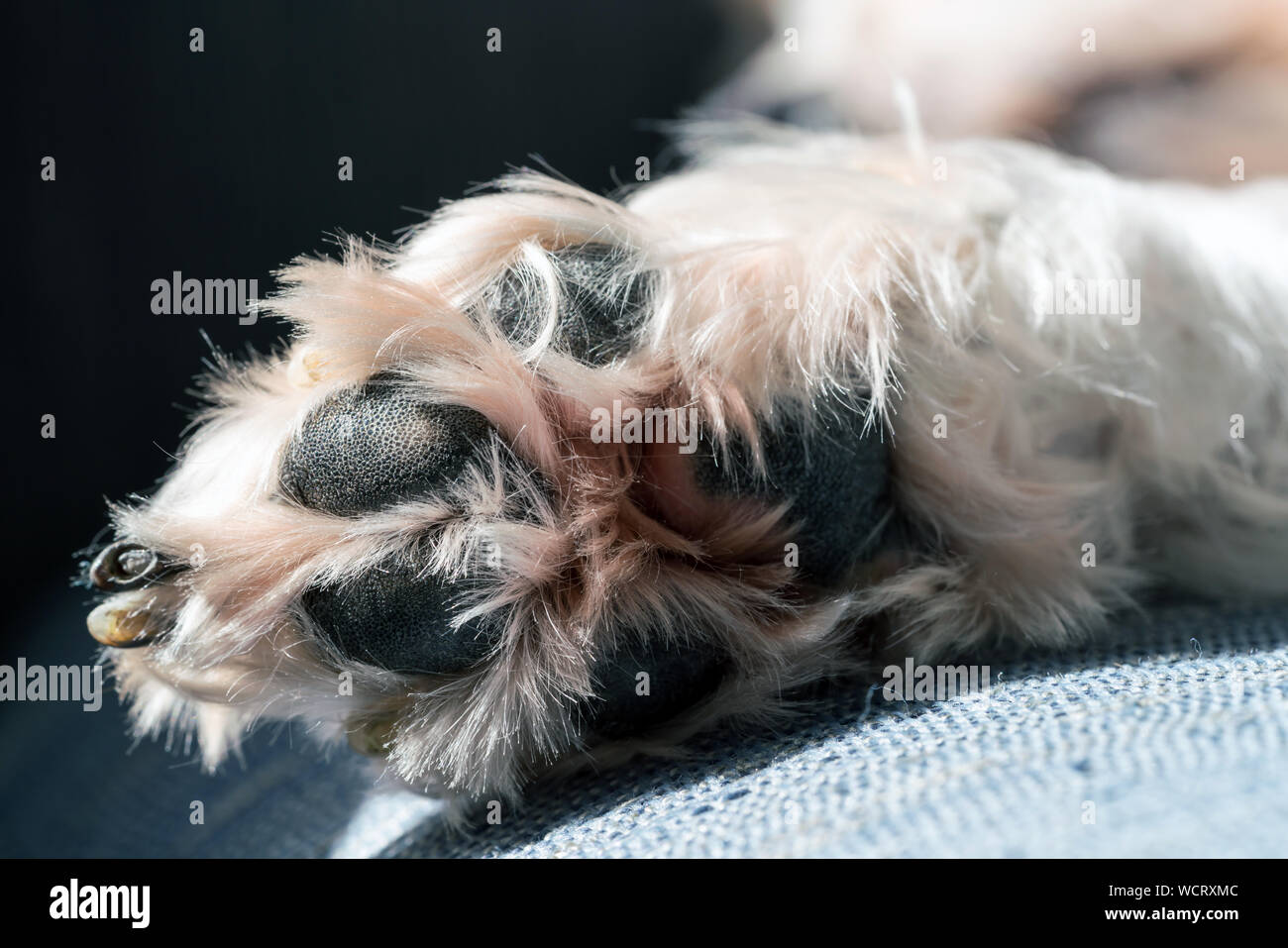 Haarige Hund Pfote - Nahaufnahme von Pads und Haar Stockfoto