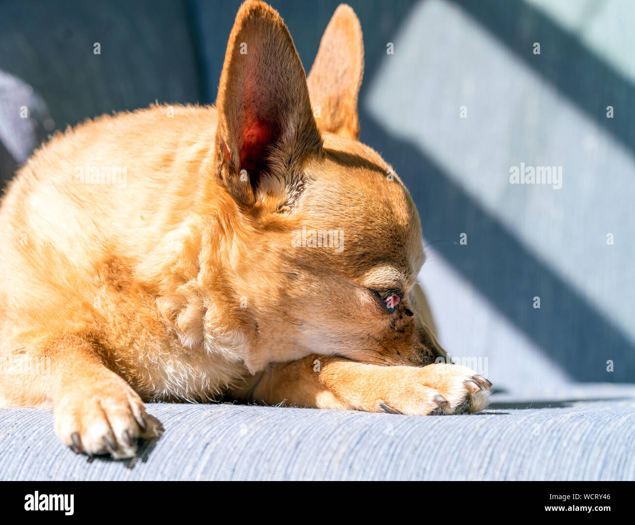 Faul Chiweenie Hund schlafen auf der Couch im Sonnenlicht Stockfoto