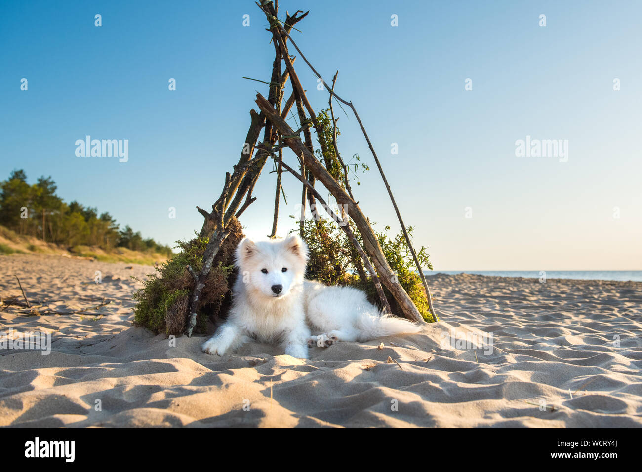 Weißer hund Samojeden sitzt in einem Doghouse am Ufer des Meeres Stockfoto