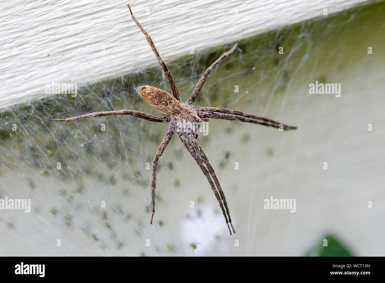 Eine weibliche Baumschule Web spider guarding Ihre vor kurzem geschlüpfte Brut. Eier sac und hatchlings Unscharf im Hintergrund. Stockfoto