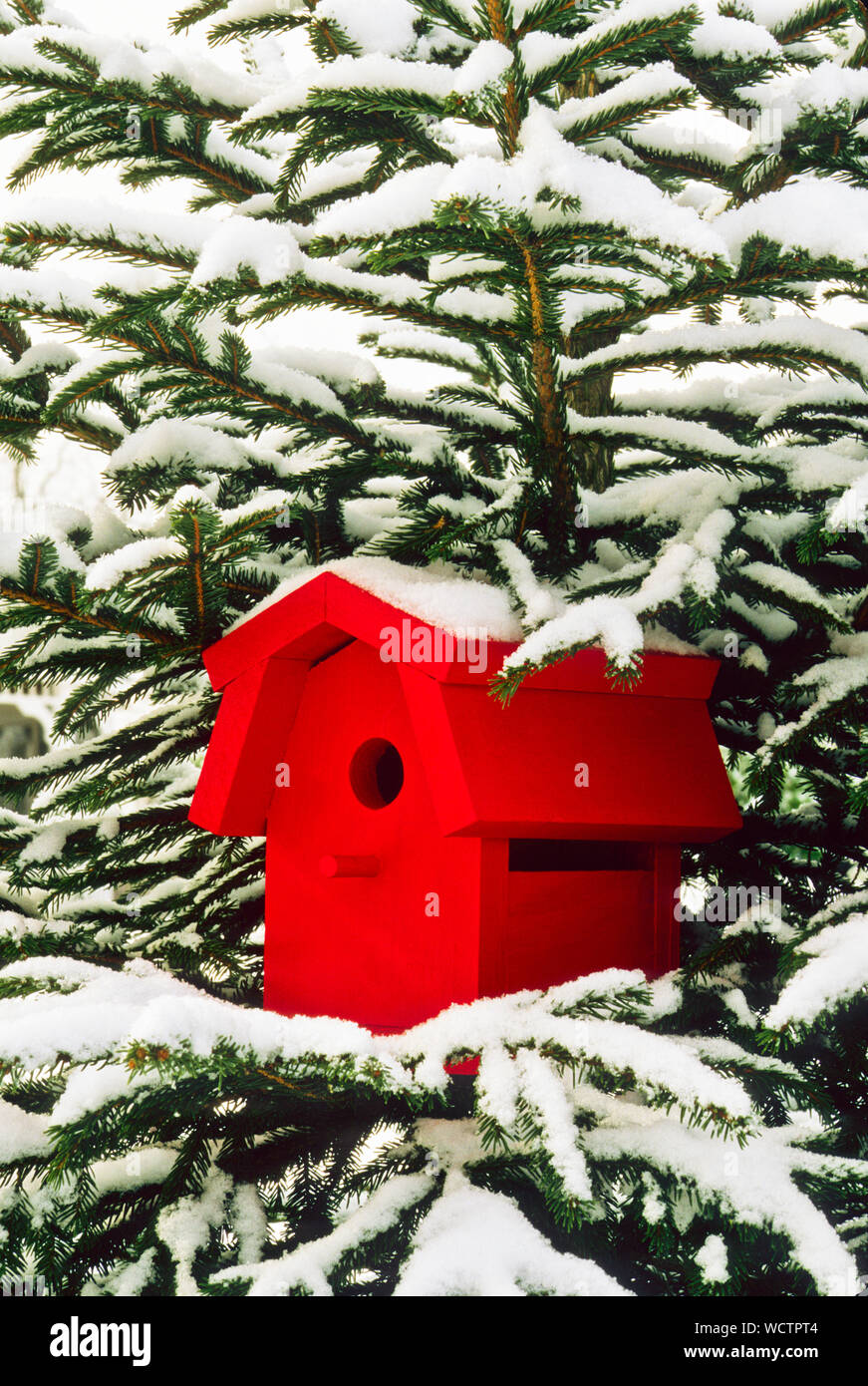 Red Barn Birdhouse, Garten im Hinterhof Winter Schneesturm, Monroe Township, New Jersey Farm, USA, NJ, US, vertikaler Ackervogelnistkasten pt Stockfoto