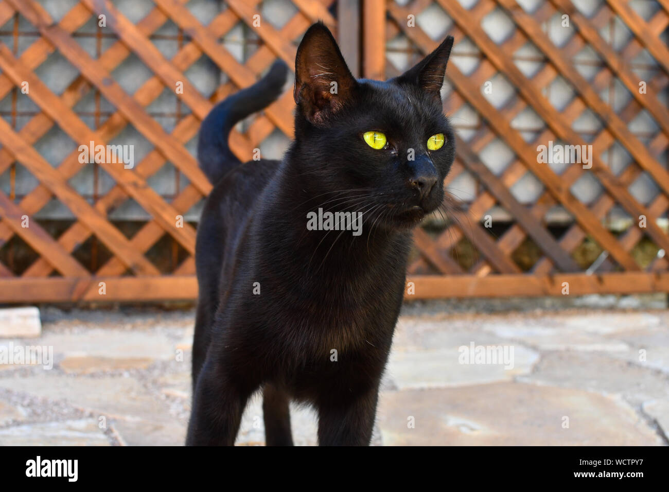 Eine schlanke, schöne schwarze Kurzhaar streunende Katze in Athen, Griechenland. Stockfoto