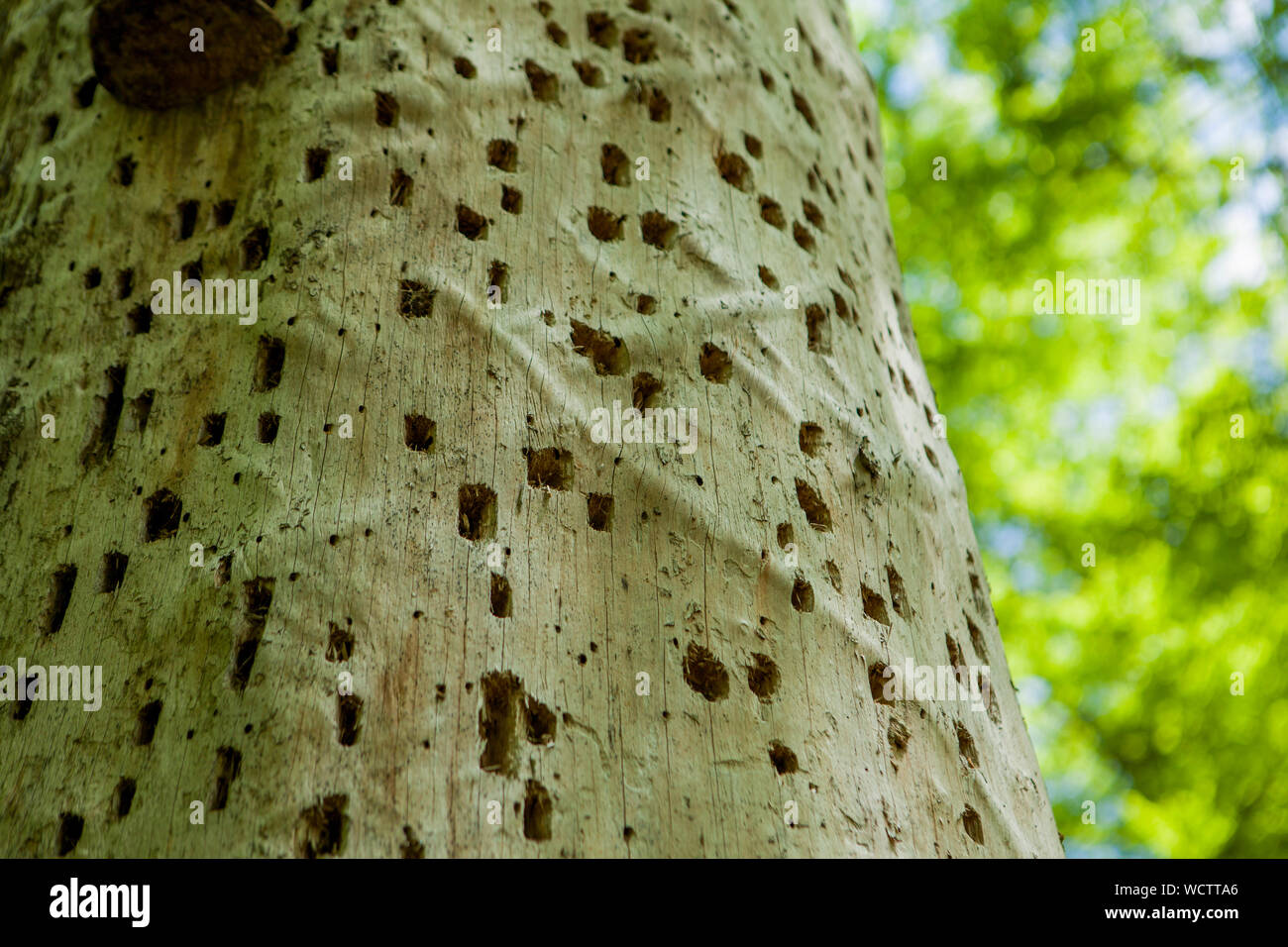 Baumstamm mit Leiterbahnen und Bohrungen eines Holz Wurm in eine geometrische Form in einem üppigen Wald Stockfoto