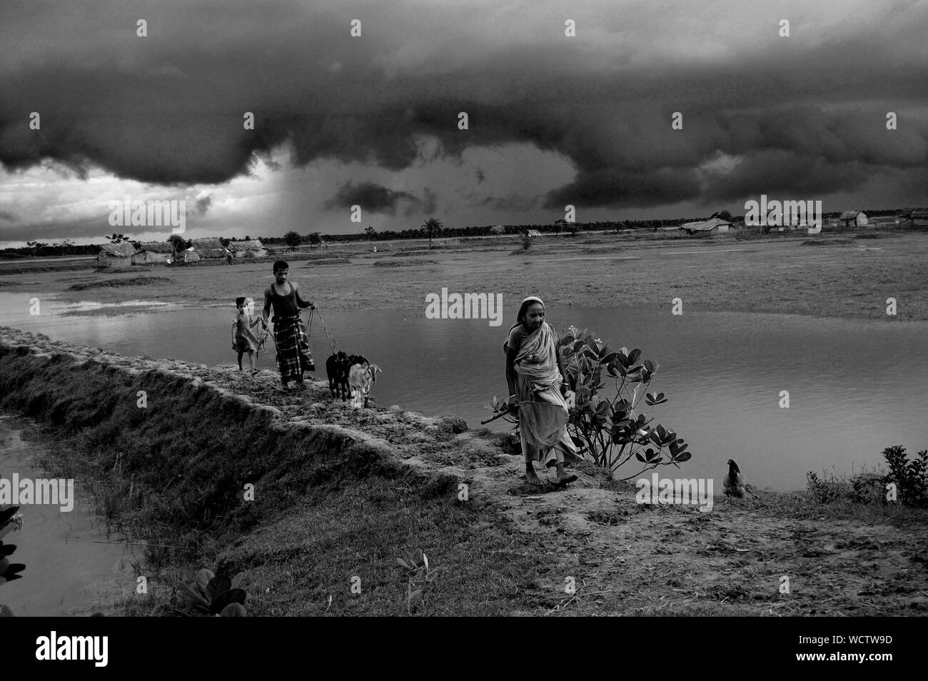 Dorfbewohner Trek mit Vieh vor einem drohenden Sturm. Bangladesch. September 3, 2009. Stockfoto