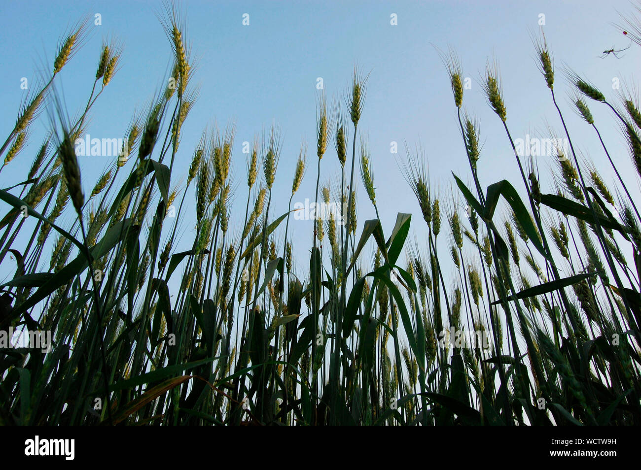 Mais reift in einem Feld. Bangladesch. März 6, 2009. Stockfoto