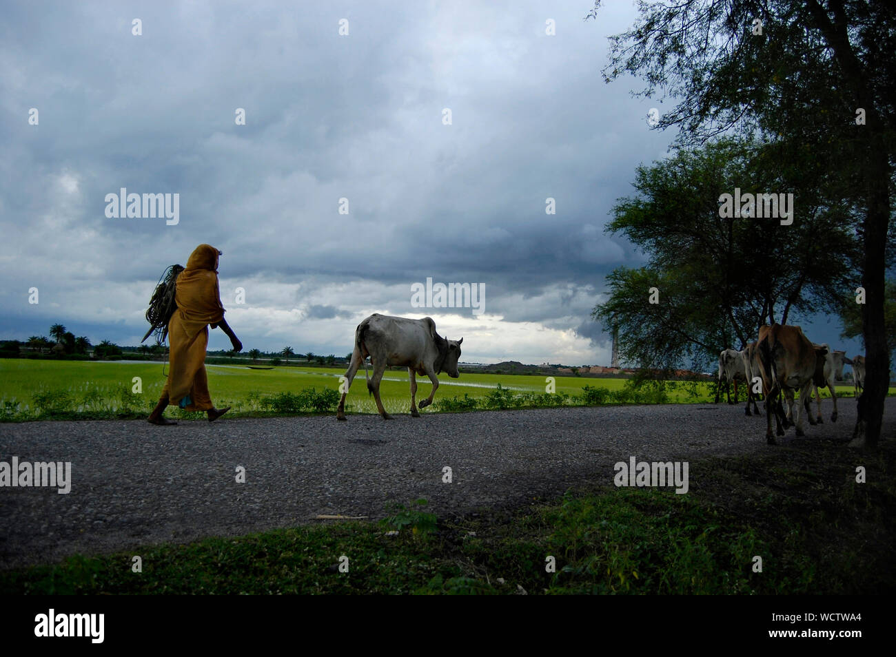 Eine Frau geht ihr Vieh zurück aus den Feldern "Felder", "vor einem drohenden Sturm. Bangladesch. März 9, 2009. Stockfoto