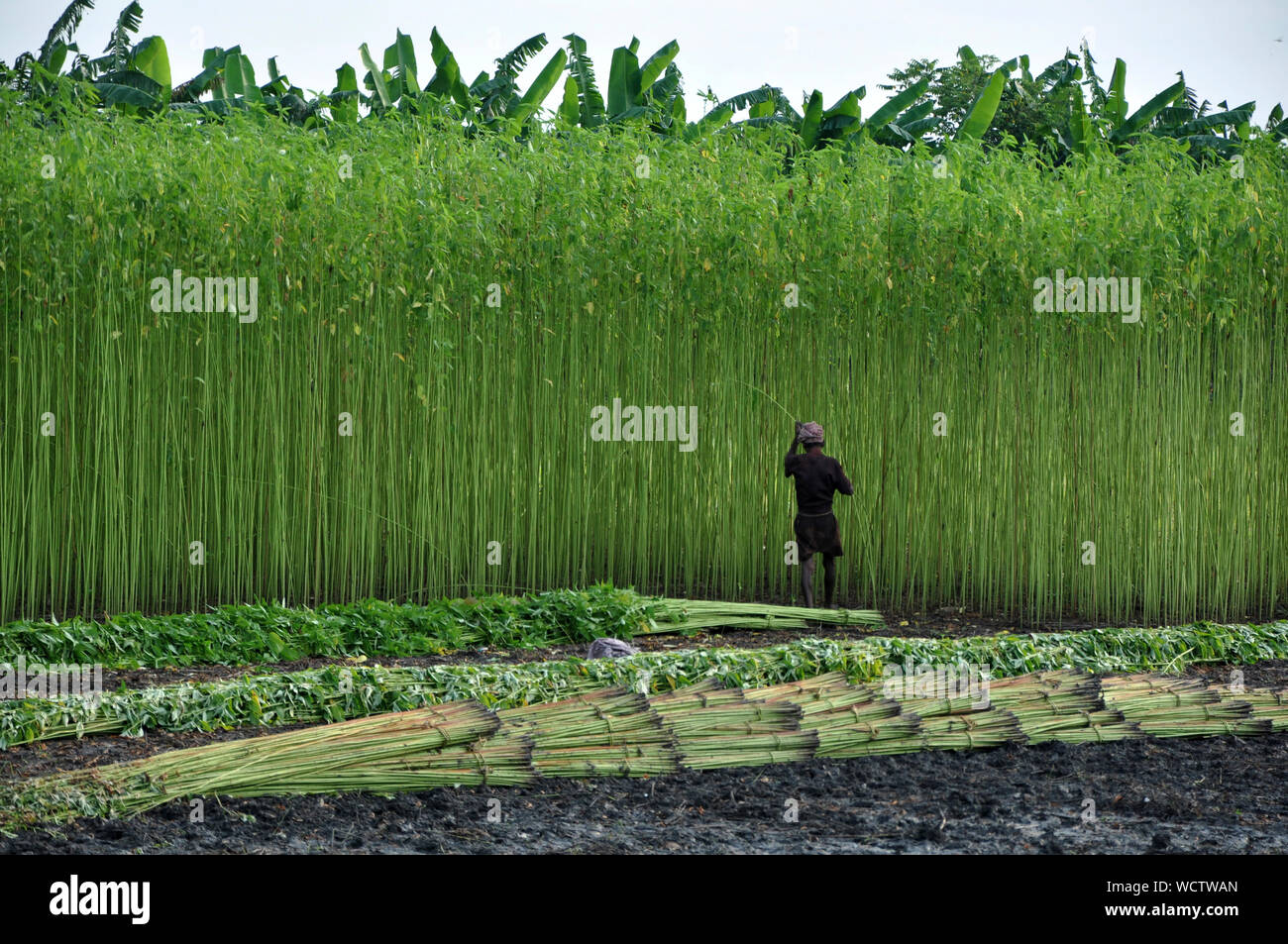 Ein Landwirt sammelt Jute Stengel aus den Feldern. Bangladesch produziert 80 Prozent der hochwertige Jute der Welt. Narail, Jessore, Bangladesch. 31. Juli 2011. Stockfoto