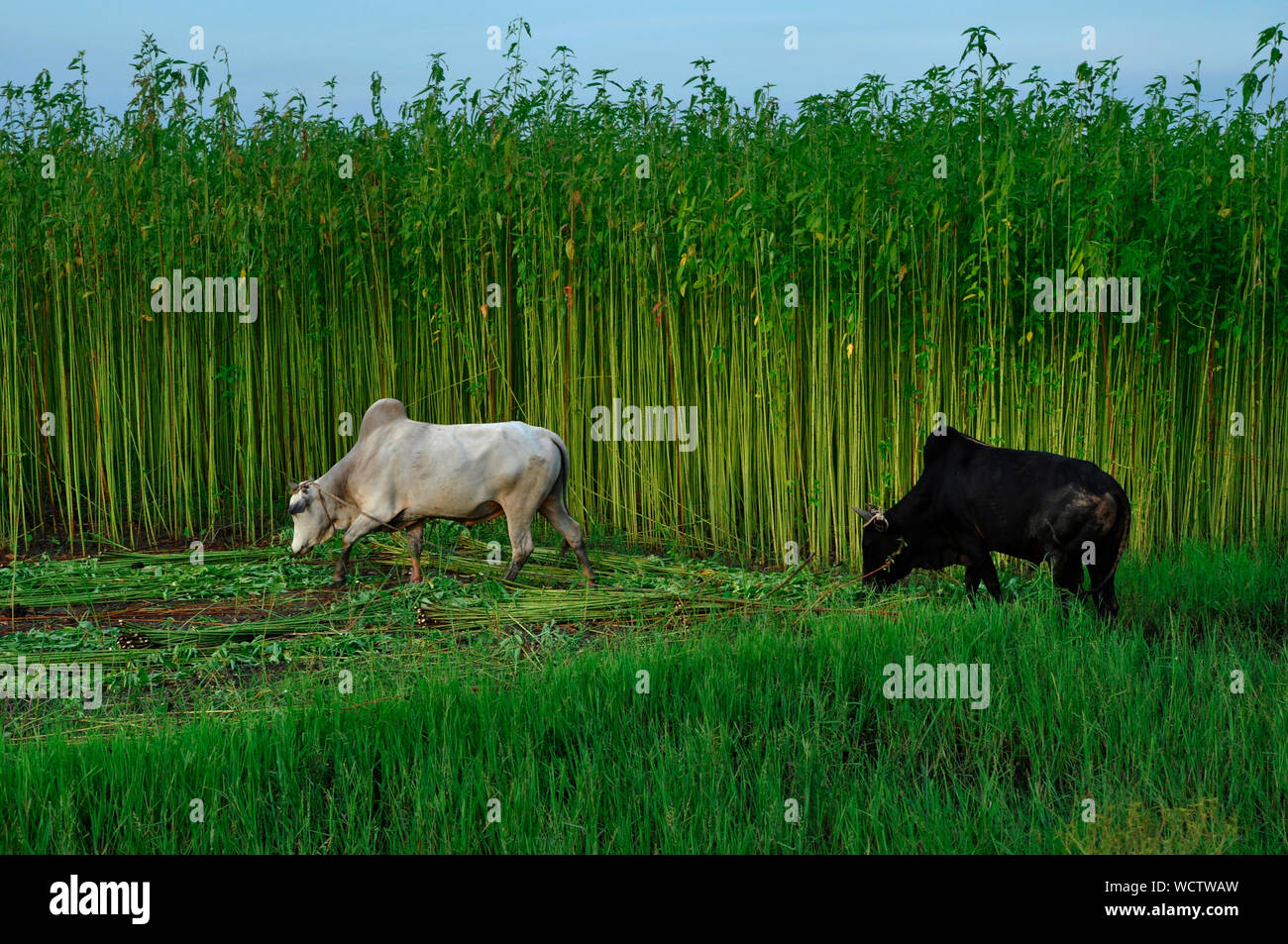 Stiere grasen in der Nähe der Jute Feld. Achtzig Prozent der hochwertige Jute der Welt wächst in Bangladesch. Narail, Jessore, Bangladesch. 31. Juli 2011. . Stockfoto