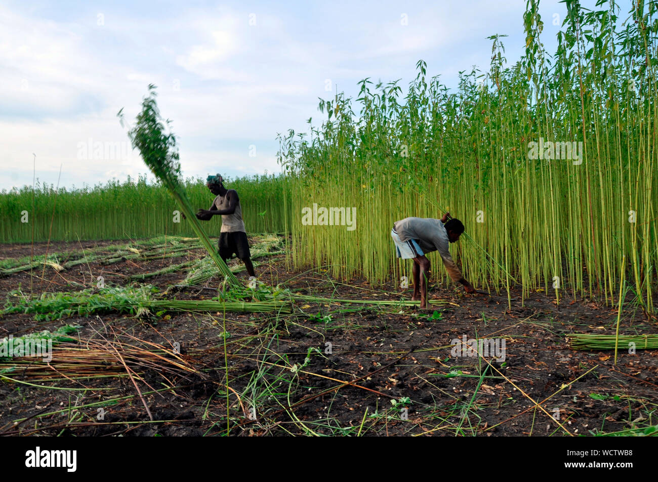 Landwirte sammeln Jute Stengel aus den Feldern. Achtzig Prozent der hochwertige Jute der Welt wächst in Bangladesch. Narail, Jessore, Bangladesch. 31. Juli 2011. Stockfoto