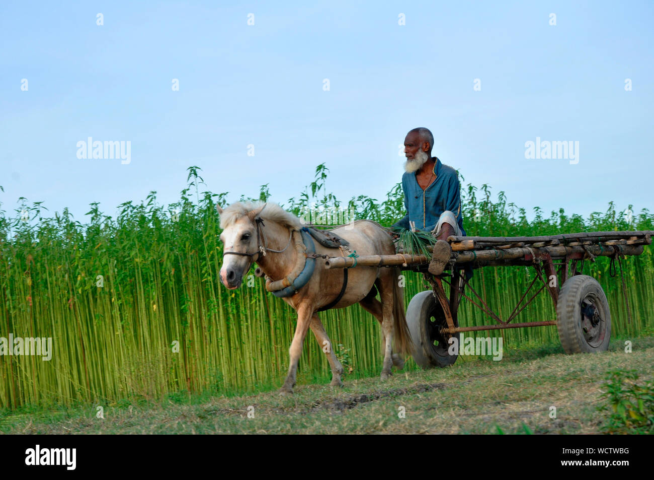 Ein älterer Mann reitet ein Eselskarren durch die Seite eines Jute Feld. Achtzig Prozent der hochwertige Jute der Welt wächst in Bangladesch. Narail, Jessore, Bangladesch. 31. Juli 2011. Stockfoto