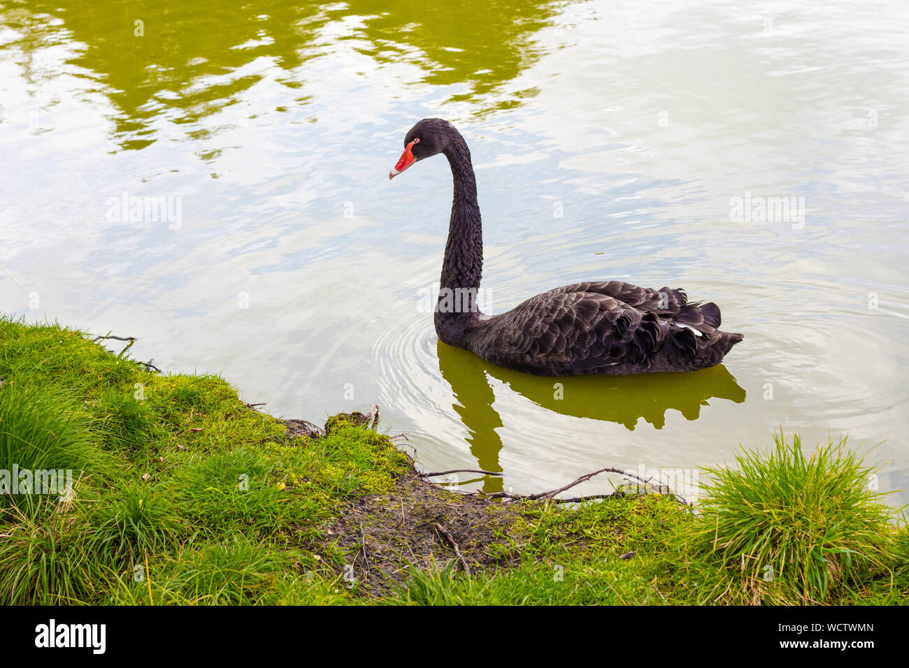 Eine einsame schwarze Schwan schwimmt in der Nähe der Küste. Das Wasser des Sees ist klar und der Himmel spiegeln sich darin. Grünes Gras wächst am Ufer. Stockfoto