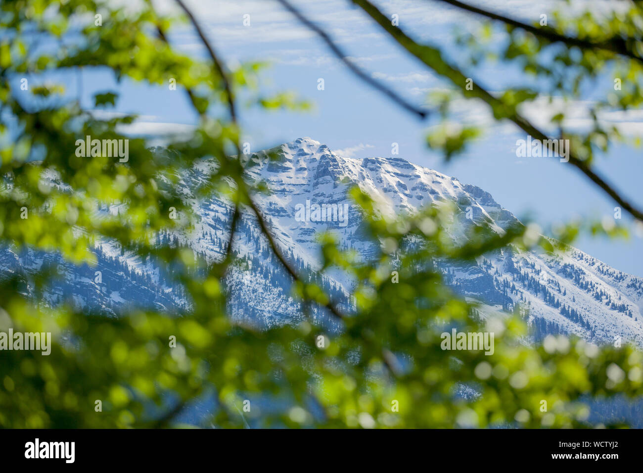 Schnee bedeckte Bergkette, genannt Ötscher, in Niederösterreich mit einem üppigen Wald im Vordergrund. Stockfoto