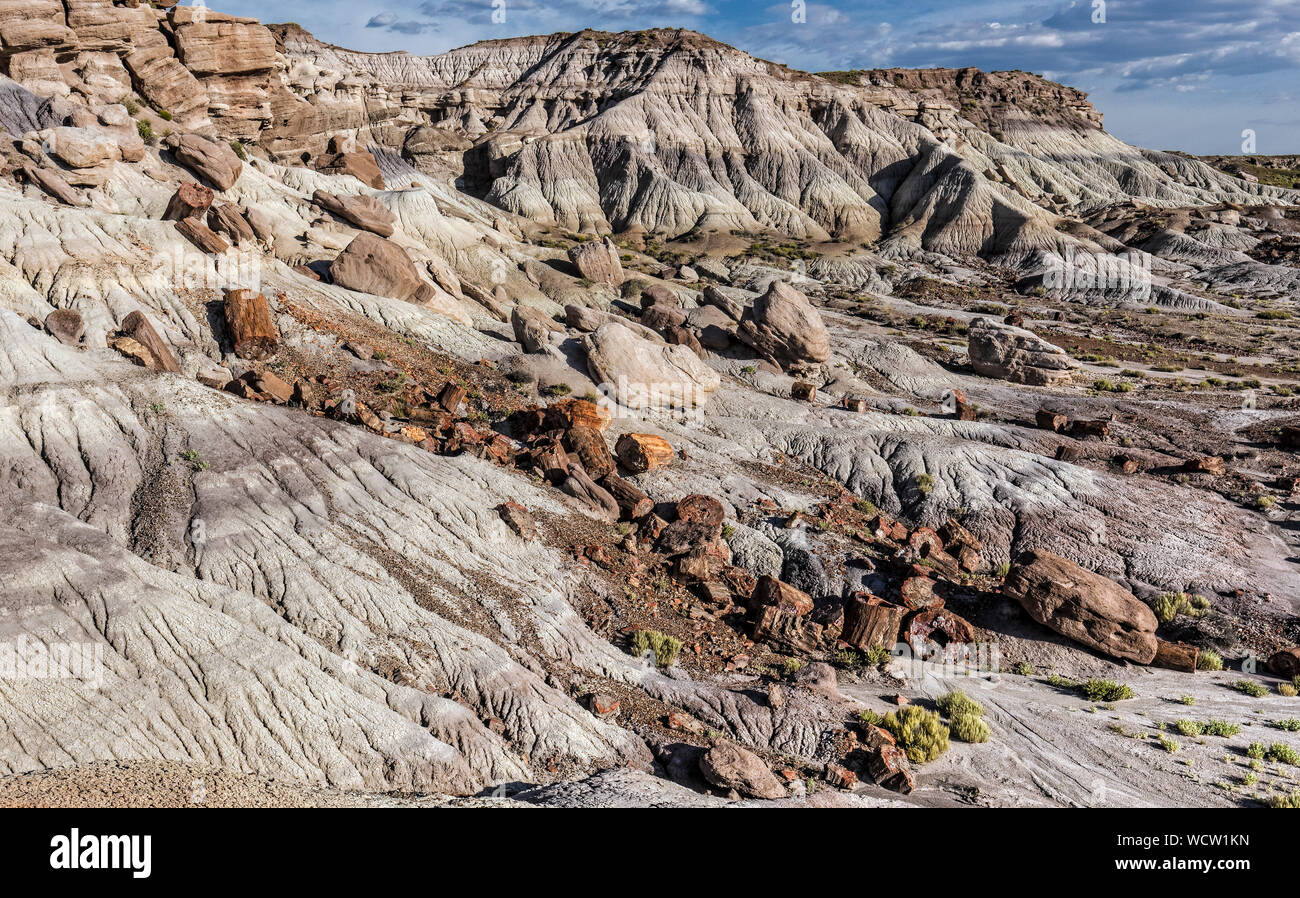 Versteinerter Wald-Nationalpark, AZ Stockfoto